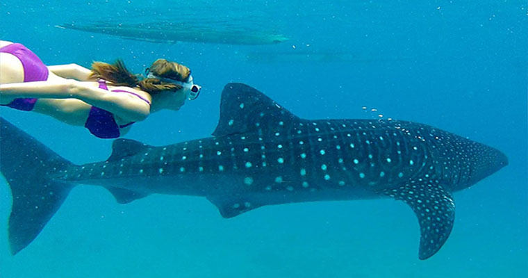 Whale Shark Snorkel 